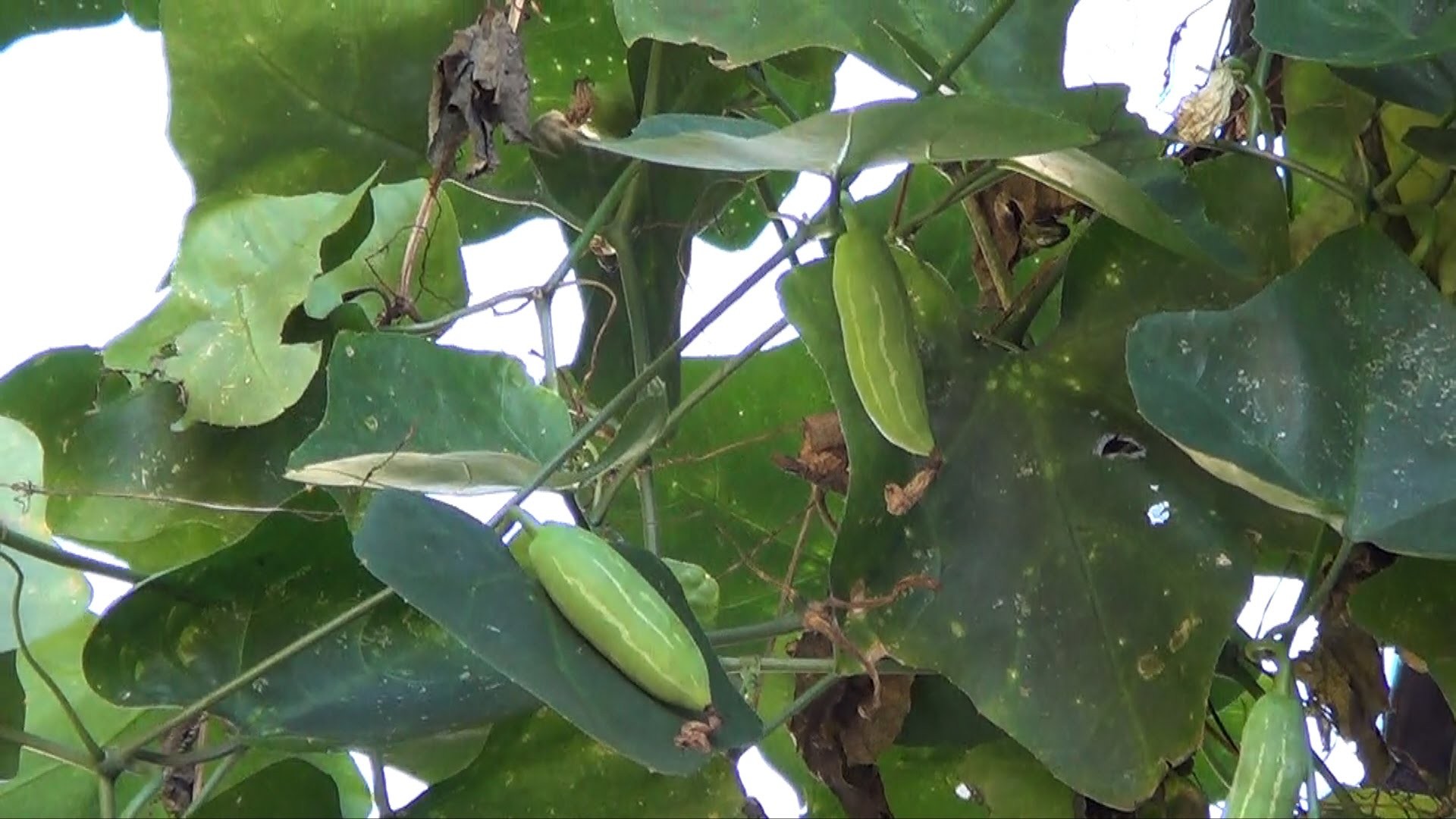 benefícios do pepino para a saúde