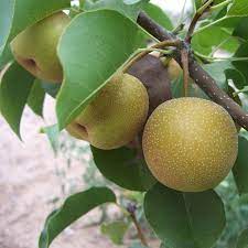 pera asiática crocante