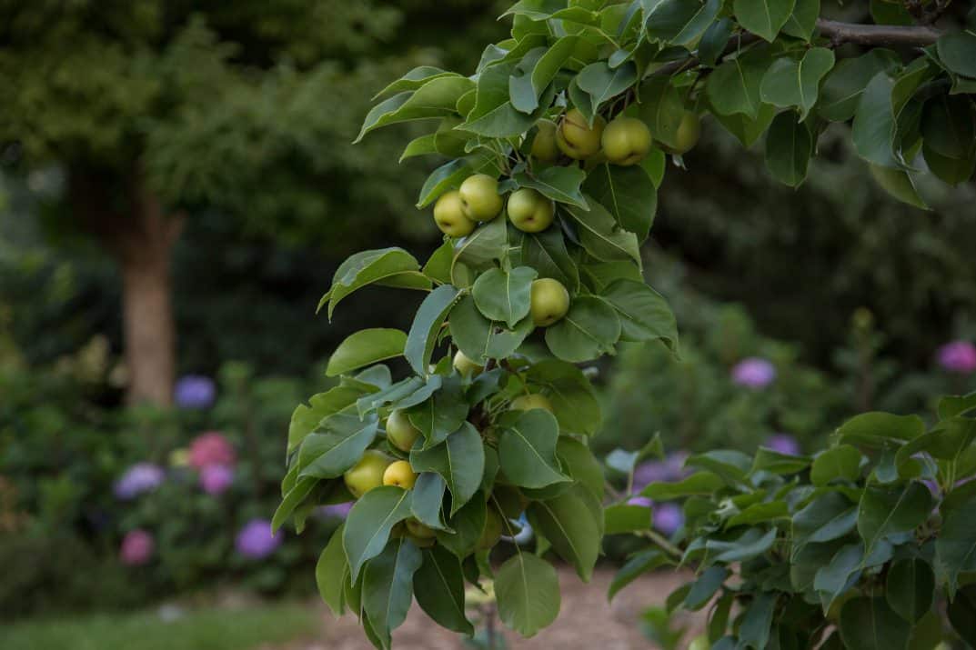 comprar pera maçã online