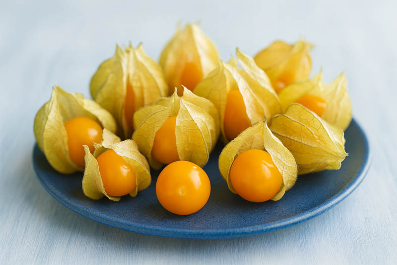 Guia Completo: Como Cultivar Physalis em Casa e Ter Frutos Frescos