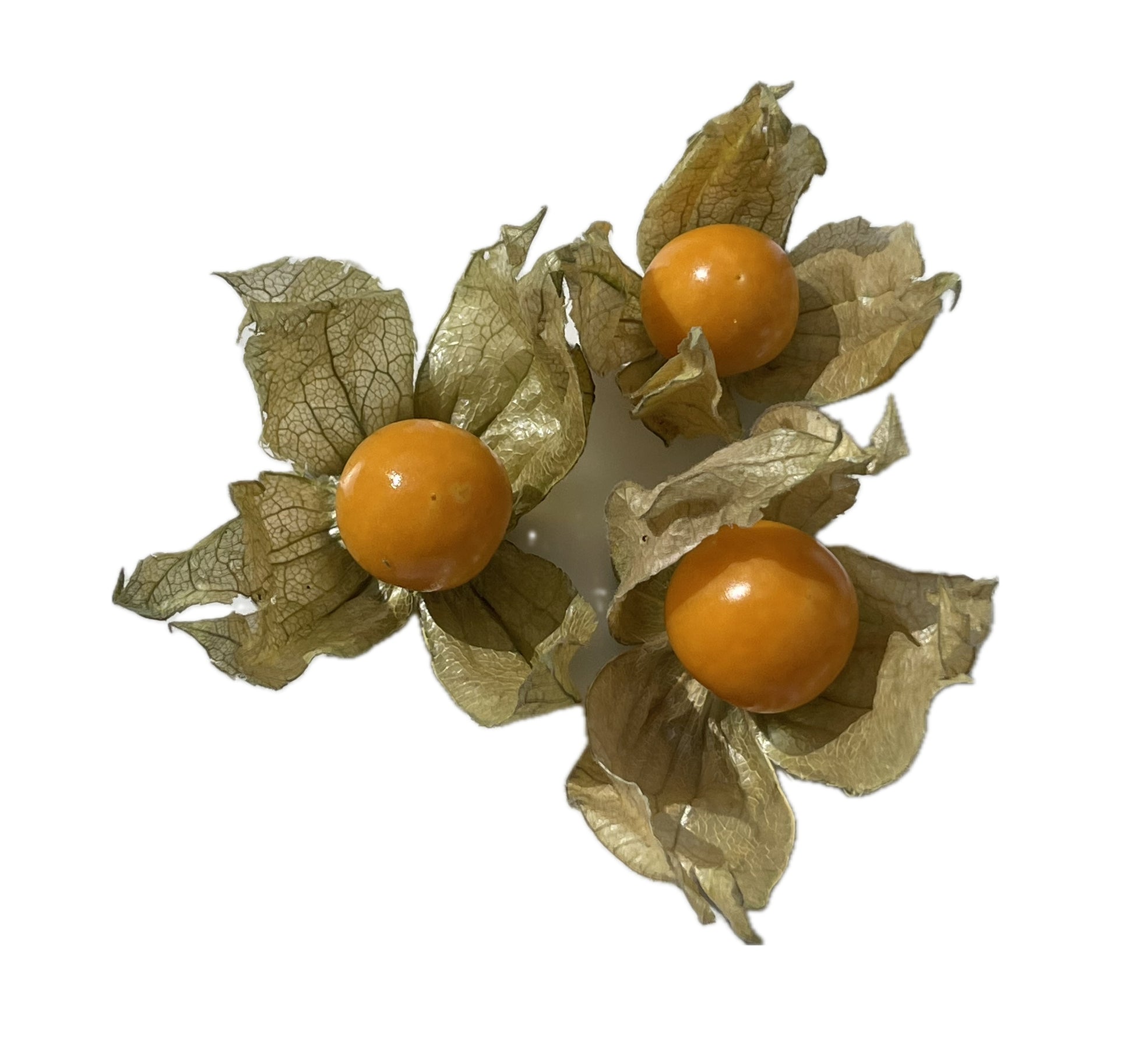 Golden Berry vs. Tomatillo: Qual Variedade de Physalis Escolher?