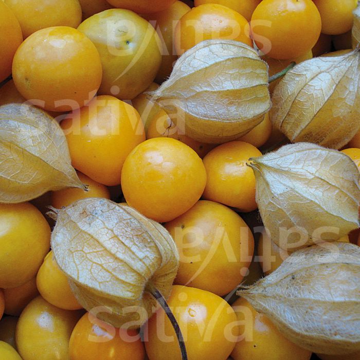 Physalis para Diabéticos: Entenda os Benefícios no Controle Glicêmico