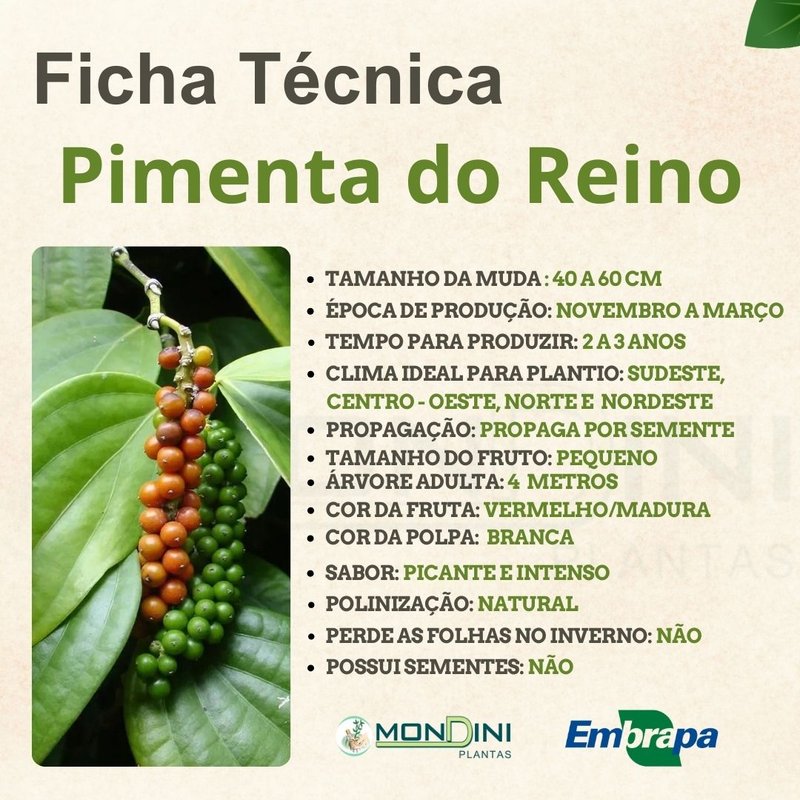 benefícios da pimenta para a saúde