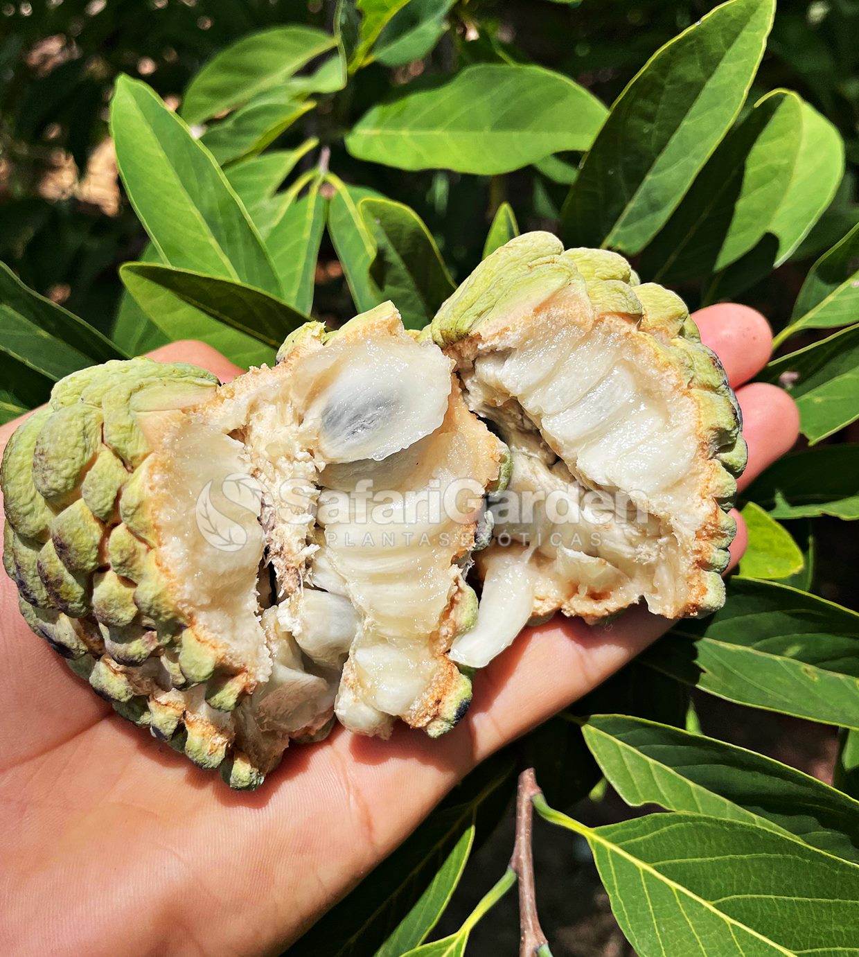 Receitas Deliciosas com Pinha (Fruta-do-Conde)