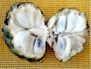 Pinha vs. Atemoia vs. Graviola: Entenda as Diferenças