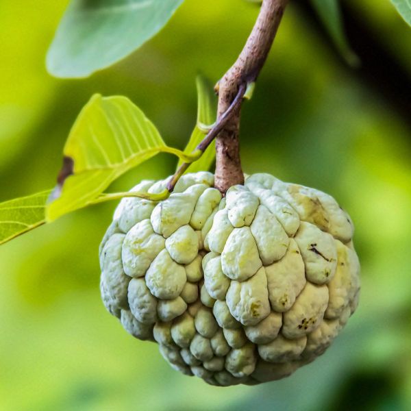 Os Incríveis Benefícios da Pinha para a Saúde