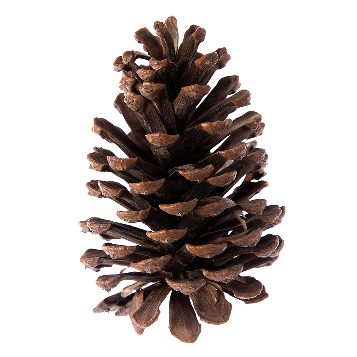 Receitas Deliciosas com Pinha (Fruta-do-Conde)