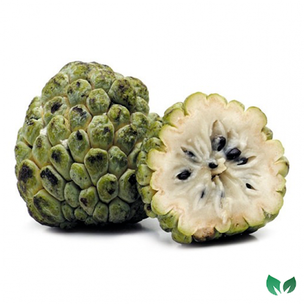 Pinhão: Como Colher e Preparar a Semente da Araucária