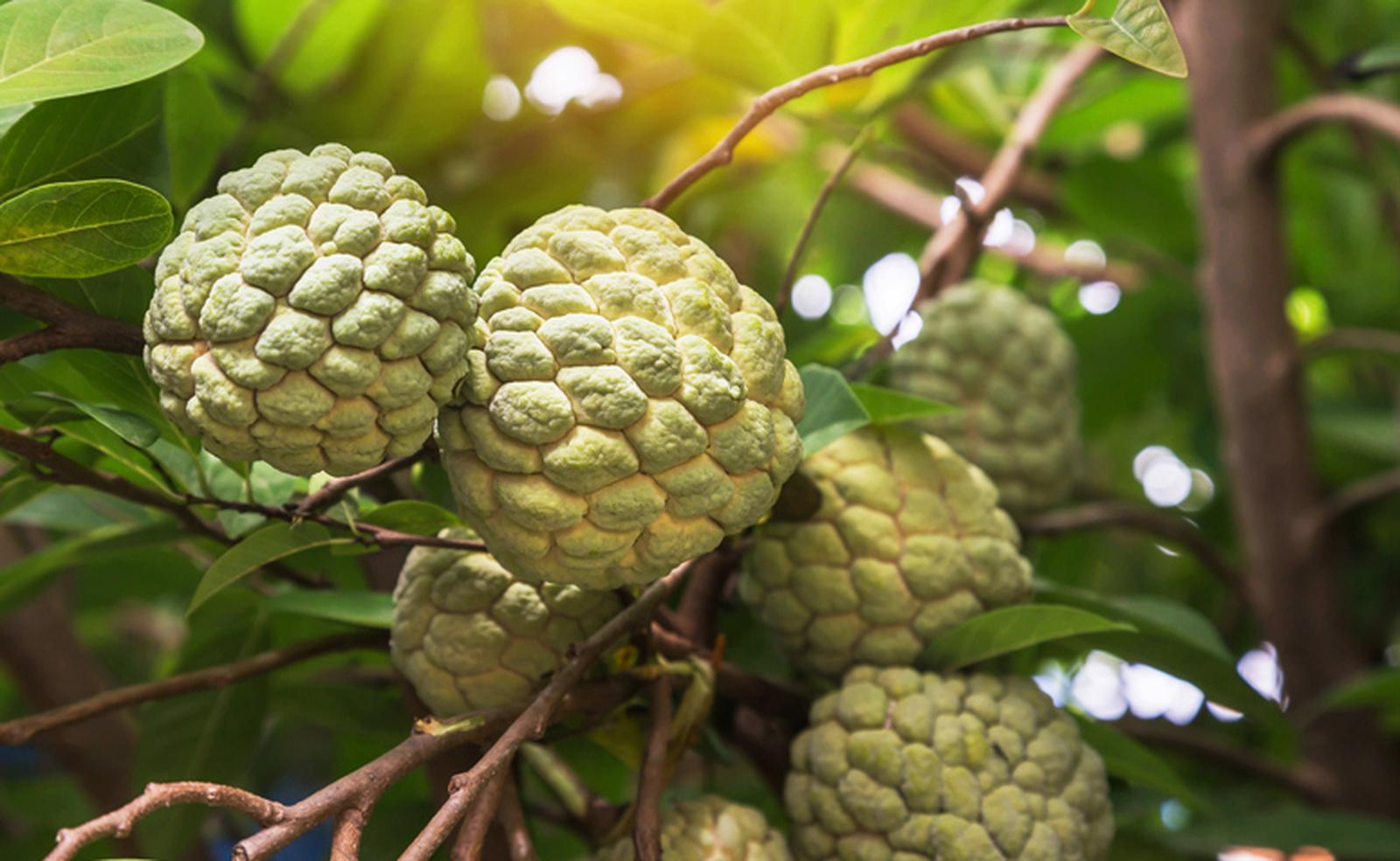 Os Incríveis Benefícios da Pinha para a Saúde