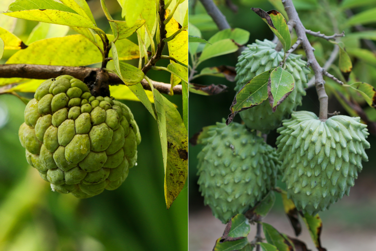 Os Incríveis Benefícios da Pinha para a Saúde