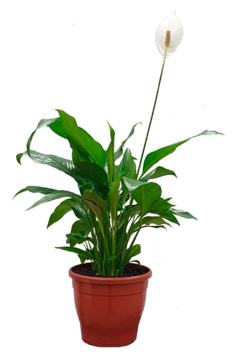 como cuidar de copo de leite em vaso