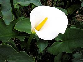 copo de leite planta toxica