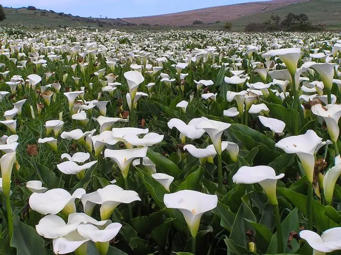 folha de copo de leite amarelada o que fazer