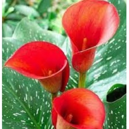 copo de leite floração