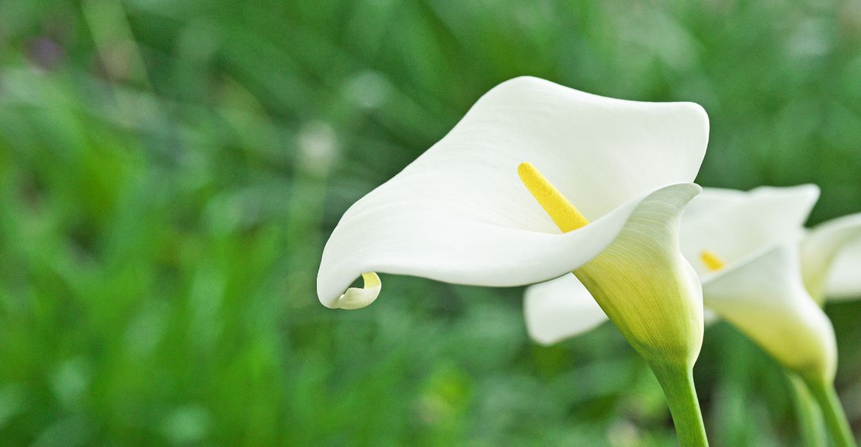 copo de leite em apartamento