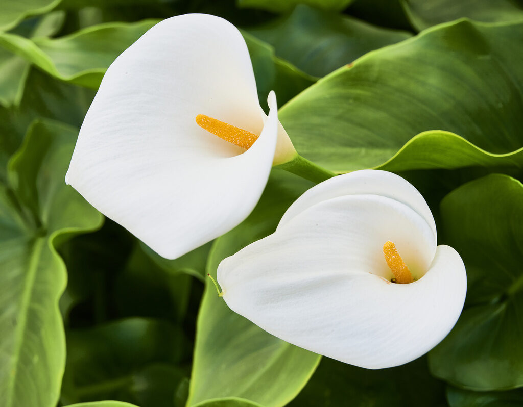 zantedeschia aethiopica cultivo