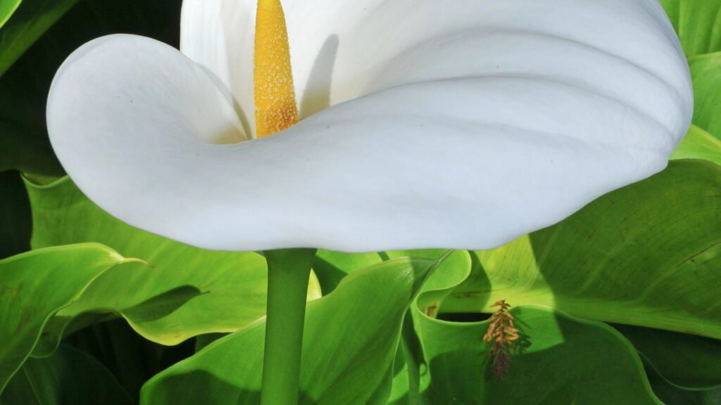 planta de sombra copo de leite