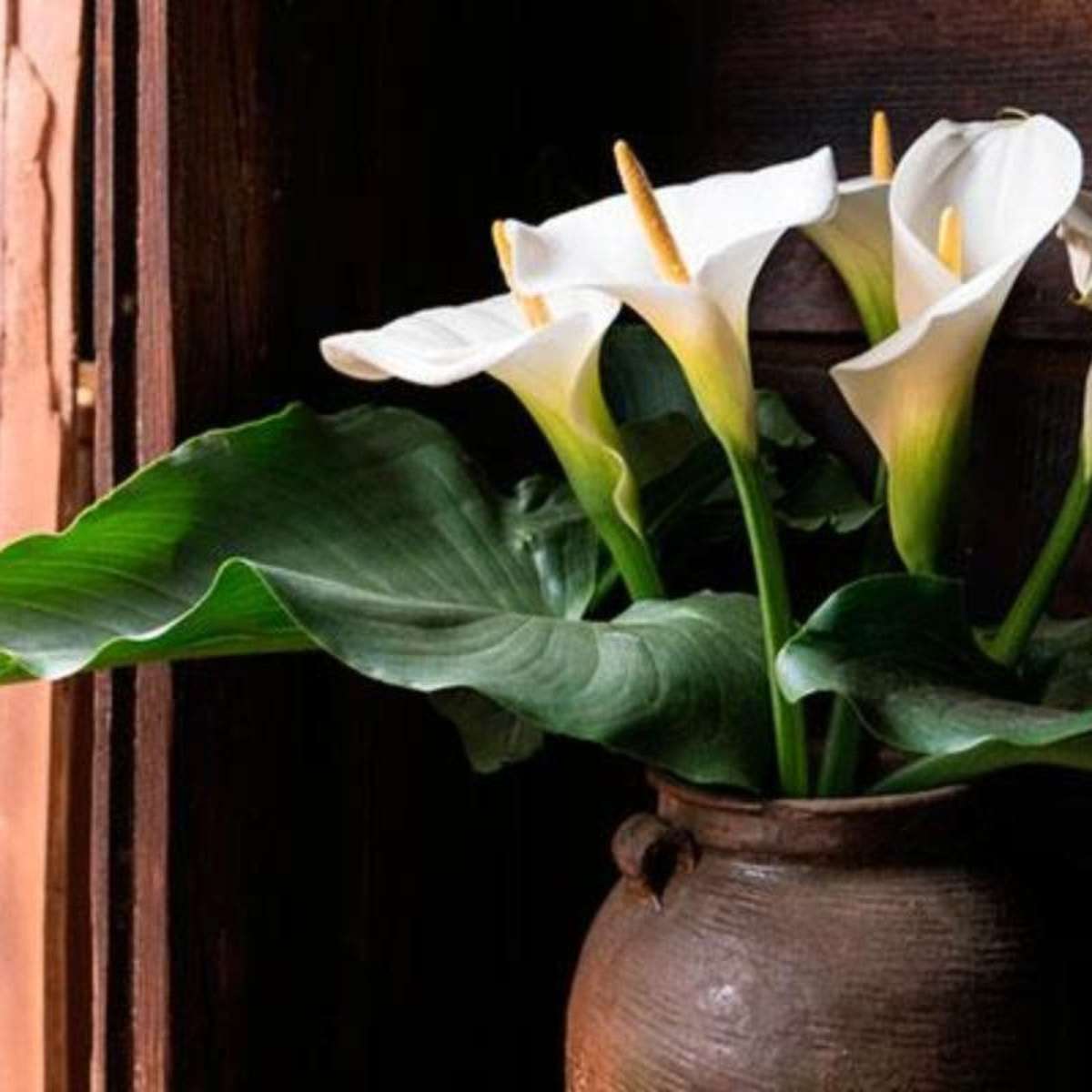 copo de leite planta toxica