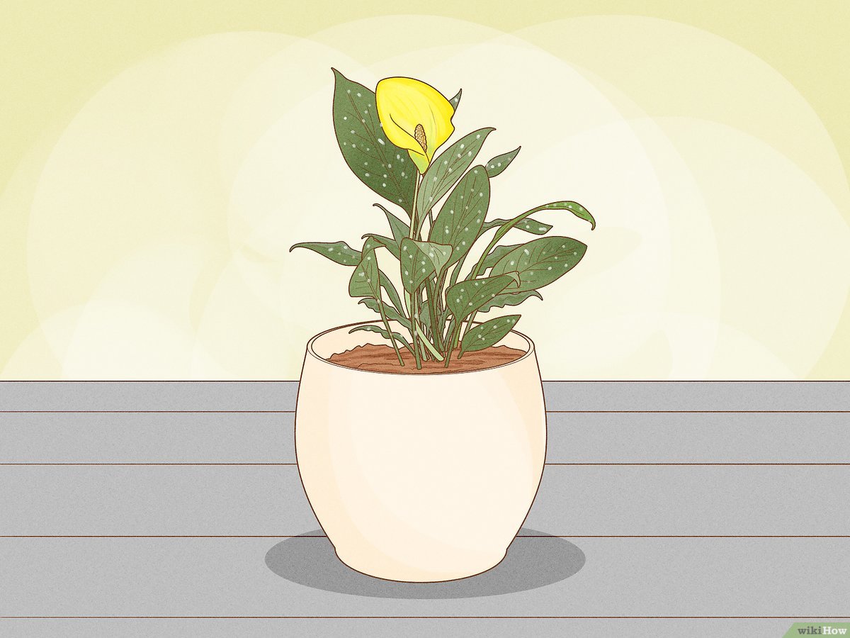 adubo para copo de leite