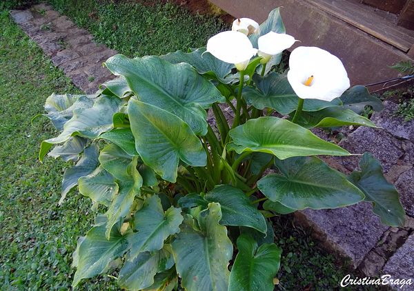 folha de copo de leite amarelada o que fazer