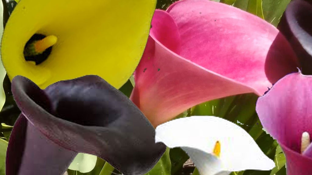 copo de leite em apartamento