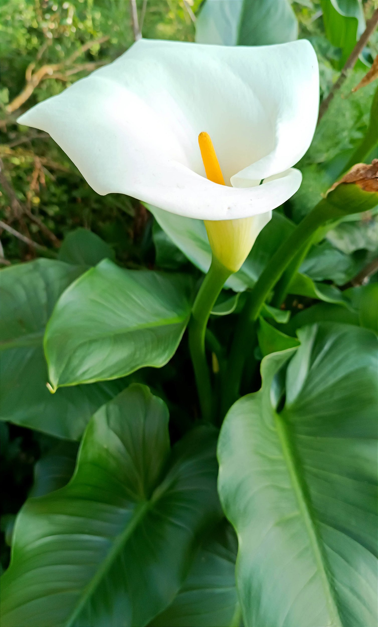 zantedeschia aethiopica cultivo
