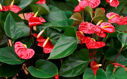 planta de sombra copo de leite