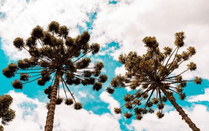 plantar no quintal arvores que passam de 100 m