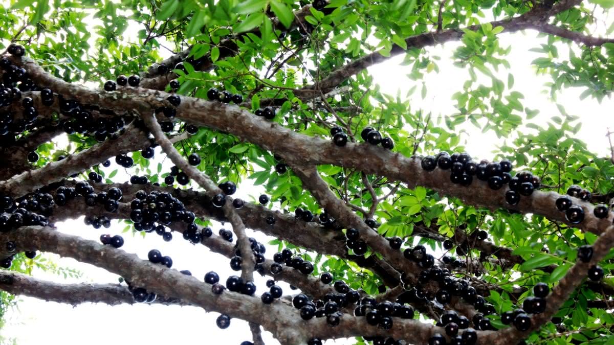 legislação para plantio de árvores em calçadas