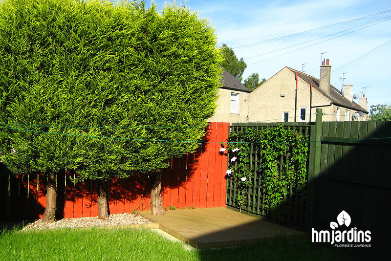 plantar no quintal arvores que passam de 100 m