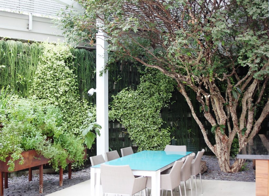 árvores altas demais para quintal