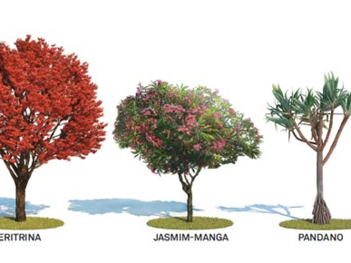 riscos de plantar árvores gigantes em casa