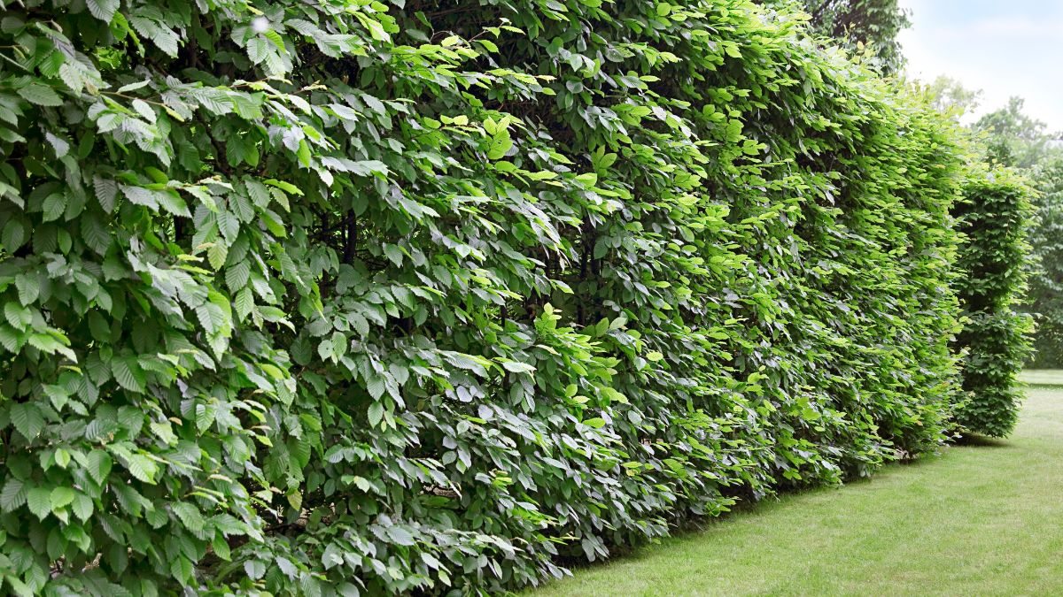 cuidados com raízes de árvores grandes