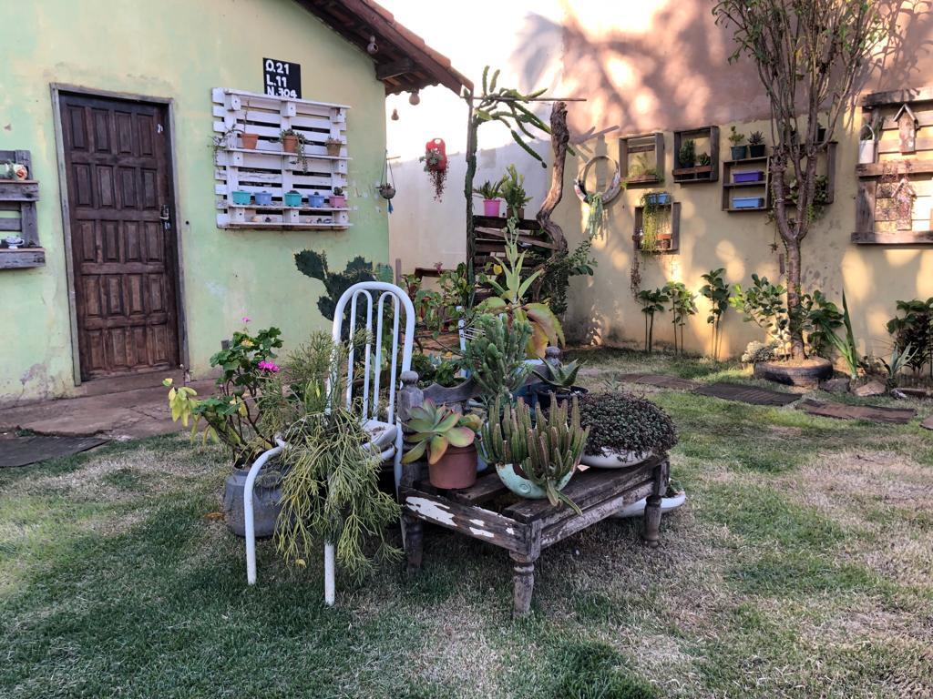 riscos de plantar árvores gigantes em casa