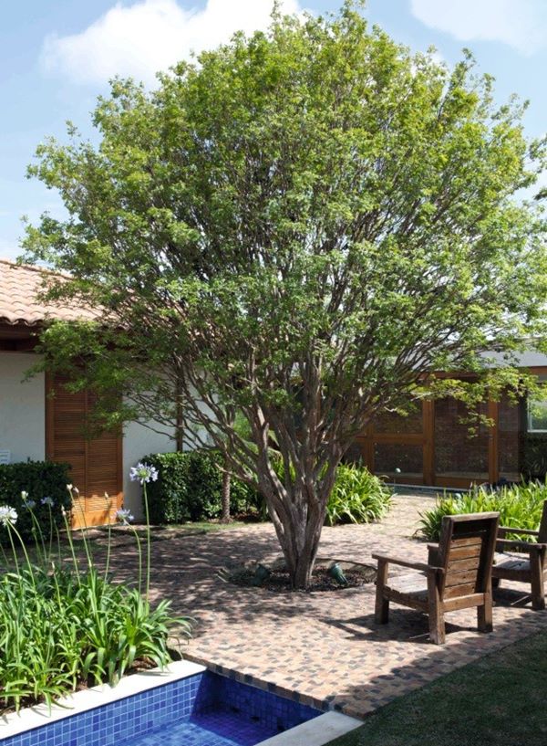 alternativas seguras para arborização residencial