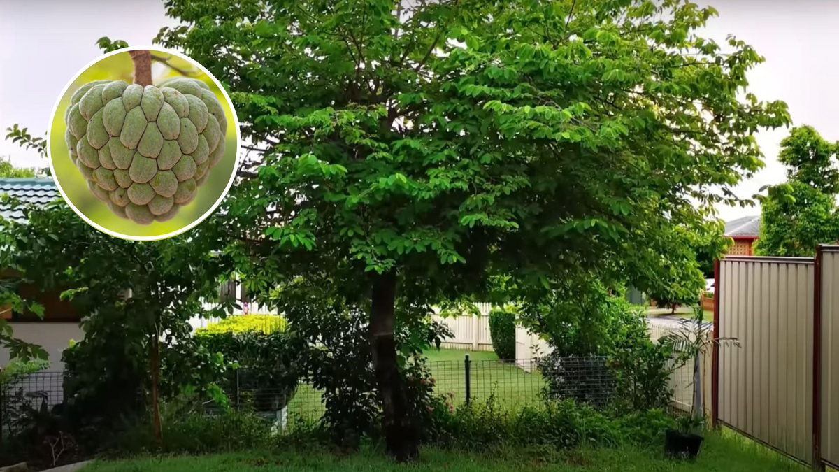 cuidados com raízes de árvores grandes