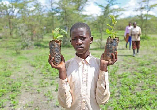 árvores com crescimento rápido e seguro