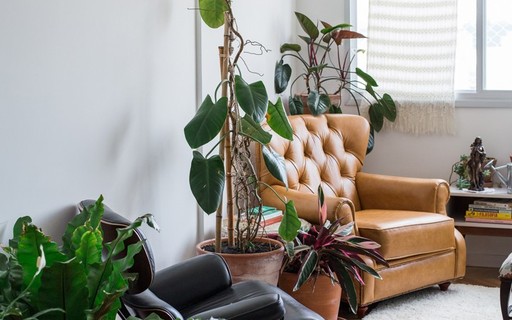 plantas na sala de estar