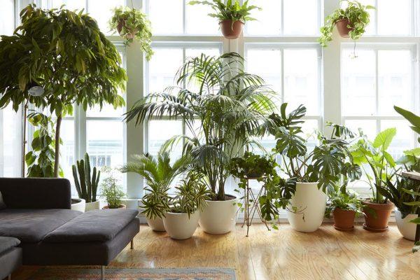 Como combater pragas em plantas de casa