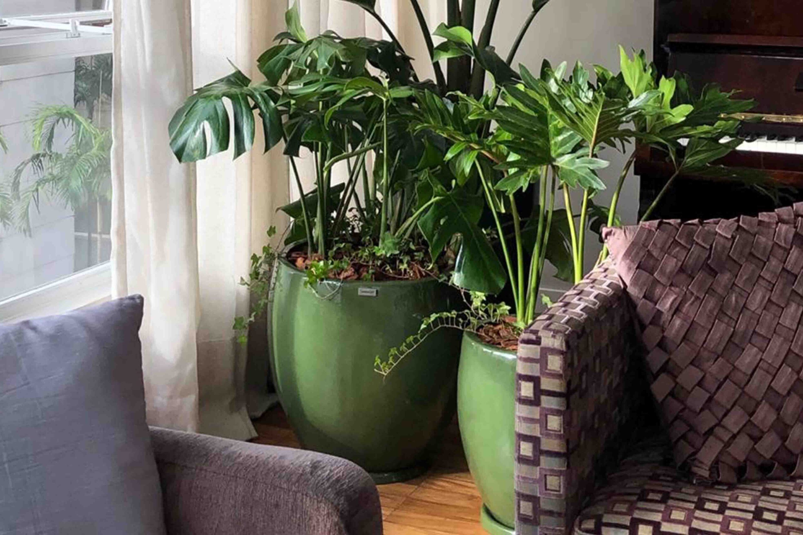 Guia completo de adubação para plantas de sala