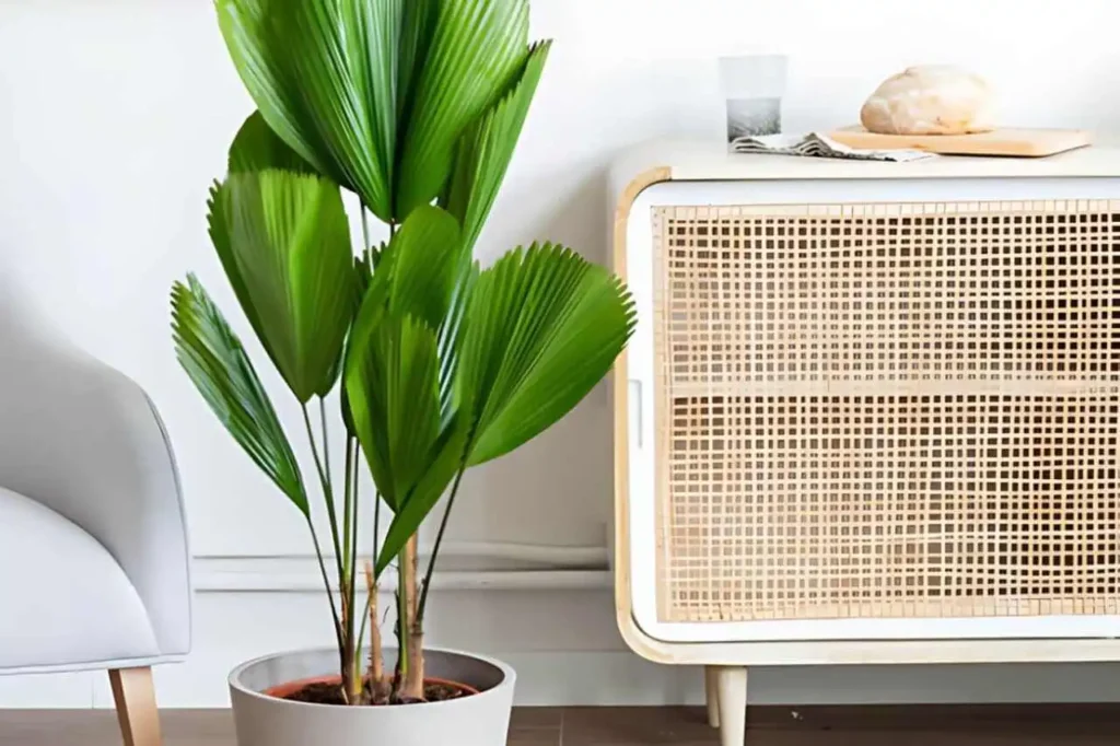 Como combater pragas em plantas de casa