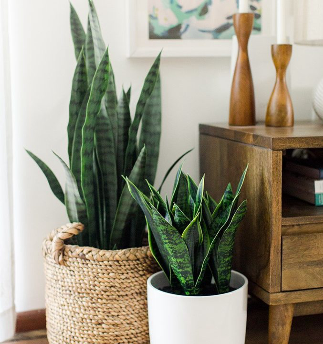 Guia completo de adubação para plantas de sala