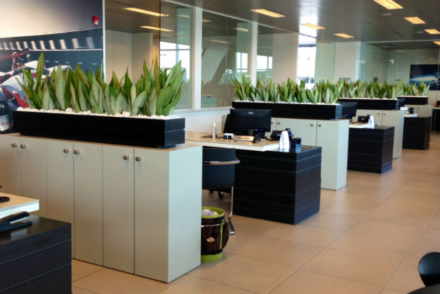 plantas no ambiente de trabalho