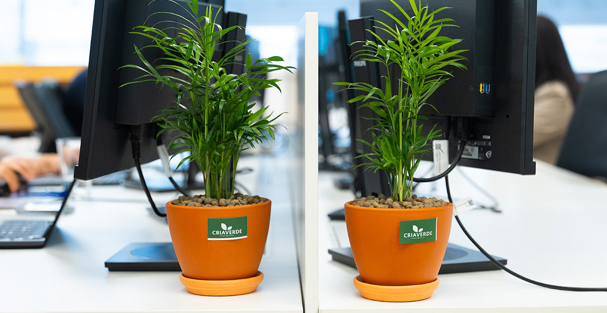 O Poder do Feng Shui: Plantas que Trazem Prosperidade para o Ambiente de Trabalho