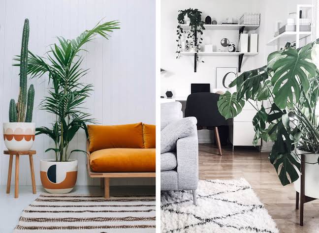 Como a Iluminação Afeta a Escolha de Plantas para o Seu Escritório