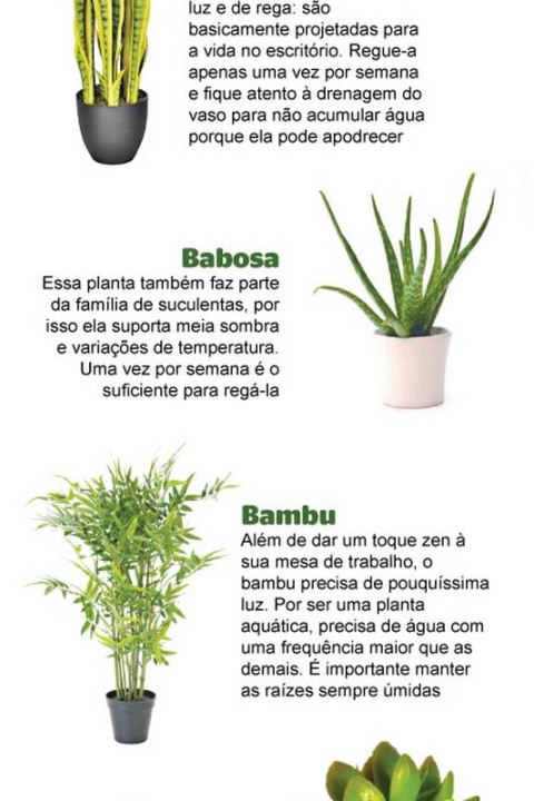 5 Dicas Infalíveis para Manter suas Plantas Saudáveis no Escritório