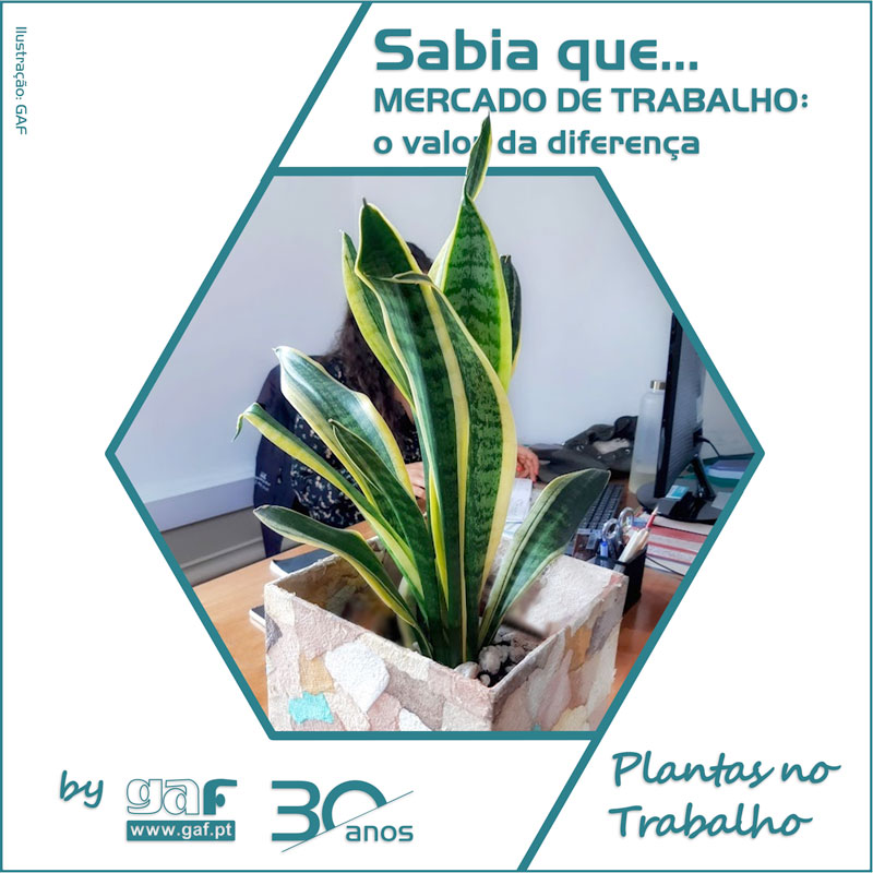 Como a Iluminação Afeta a Escolha de Plantas para o Seu Escritório