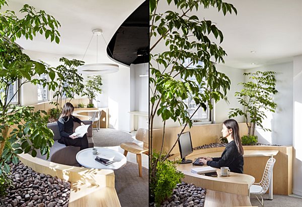 5 Dicas Infalíveis para Manter suas Plantas Saudáveis no Escritório