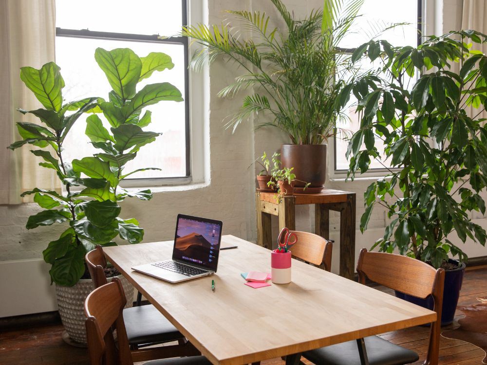 O Poder do Feng Shui: Plantas que Trazem Prosperidade para o Ambiente de Trabalho