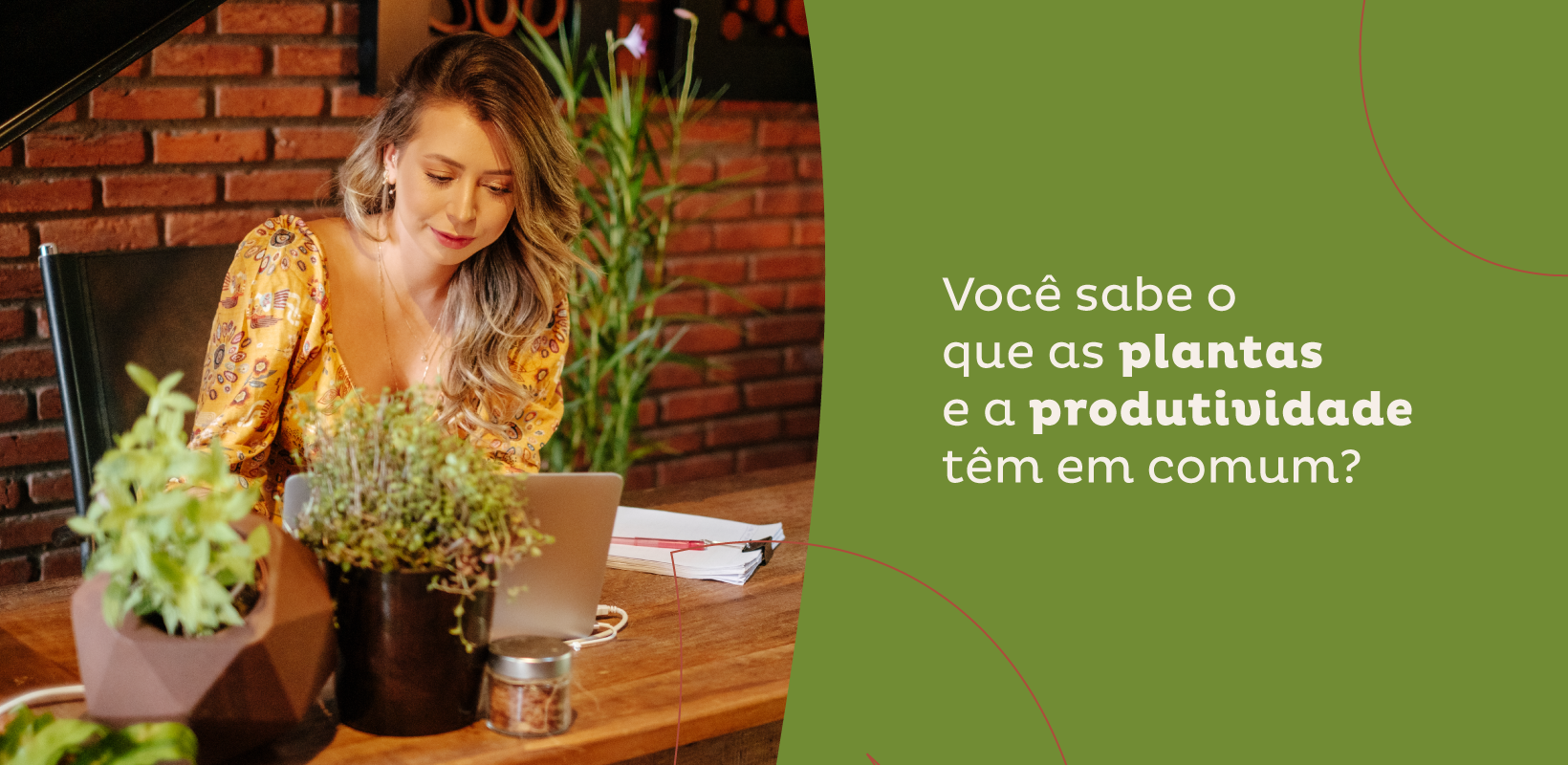 Guia Completo: As 10 Melhores Plantas para Escritórios Pequenos